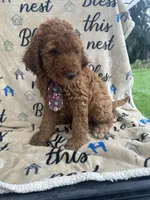Clyde - 129, a male Labradoodle and Poodle - Standard  for sale in Lakeland, FL – 6 of 10