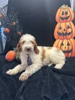 Diesel 390 F1b , a male Goldendoodle and Poodle - Miniature  for sale in Lakeland, FL – 4 of 10
