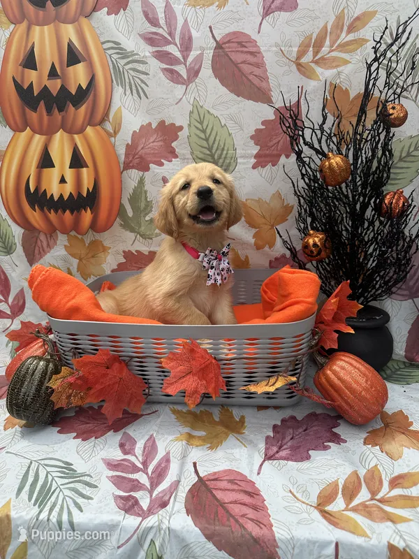 Belle 578 – Golden Retriever puppy for sale in Lakeland, FL