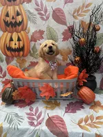 Belle 578, a female Golden Retriever for sale in Lakeland, FL – 1 of 10