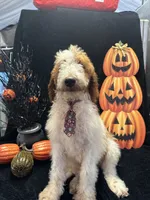 Dash 372 F1b, a male Goldendoodle and Poodle - Miniature  for sale in Lakeland, FL – 10 of 10
