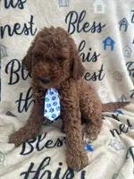 Chip, a male Labradoodle and Poodle - Standard  for sale in Lakeland, FL – 8 of 10