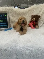 Timmy -427, a male Goldendoodle and Poodle - Standard  for sale in Lakeland, FL – 9 of 10