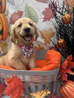 Belle 578, a female Golden Retriever for sale in Lakeland, FL – 5 of 10