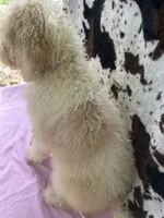 Sapphire - 334 , a female Labradoodle and Poodle - Standard  for sale in Lakeland, FL – 10 of 10