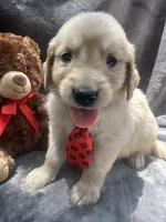 Simba - 429, a male Golden Retriever for sale in Lakeland, FL – 2 of 10