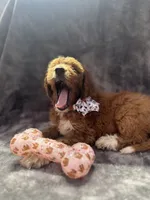 Dolly 397  F1b, a female Goldendoodle and Poodle - Miniature  for sale in Lakeland, FL – 9 of 10