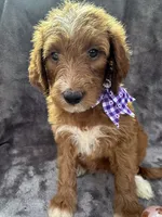 Daphne 398. F1b, a female Goldendoodle and Poodle - Miniature  for sale in Lakeland, FL – 4 of 10