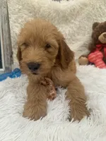 Toby -422, a male Goldendoodle and Poodle - Standard  for sale in Lakeland, FL – 9 of 10