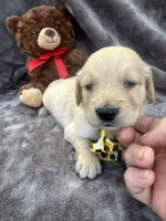 Bear 576, a male Golden Retriever for sale in Lakeland, FL – 3 of 10