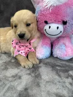 Brooklyn 572, a female Golden Retriever for sale in Lakeland, FL – 9 of 10