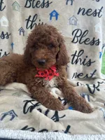Rae-Rae -128, a female Labradoodle and Poodle - Standard  for sale in Lakeland, FL – 2 of 10