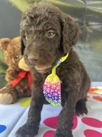 Scooby - 335, a male Labradoodle and Poodle - Standard  for sale in Lakeland, FL – 2 of 10