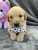 Belle 578, a female Golden Retriever for sale in Lakeland, FL – 3 of 10