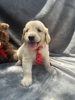 Simba - 429, a male Golden Retriever for sale in Lakeland, FL – 10 of 10