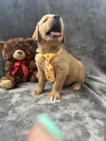 Bingo -192, a male Golden Retriever for sale in Lakeland, FL – 2 of 10