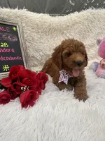 Tara - 329, a female Goldendoodle and Poodle - Standard  for sale in Lakeland, FL – 10 of 10