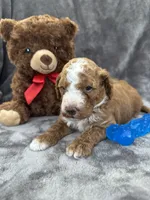 Bear 127, a male Aussiedoodle and Poodle - Miniature  for sale in Lakeland, FL – 9 of 10