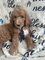Rocky -322, a male Labradoodle and Poodle - Standard  for sale in Lakeland, FL – 5 of 10