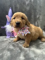 Betty Lou - 199, a female Golden Retriever for sale in Lakeland, FL – 2 of 10