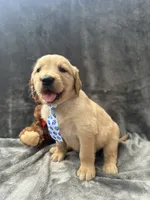 Bruno -195, a male Golden Retriever for sale in Lakeland, FL – 1 of 10