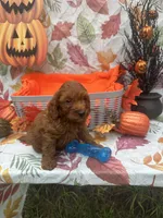  Norman 377, a male Poodle - Miniature  and Miniature Goldendoodle for sale in Lakeland, FL – 4 of 10
