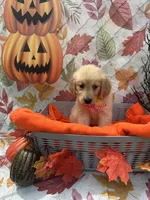 Bridgette 579, a female Golden Retriever for sale in Lakeland, FL – 2 of 10