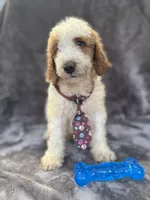 Duke 391 F1b, a male Goldendoodle and Poodle - Miniature  for sale in Lakeland, FL – 4 of 10