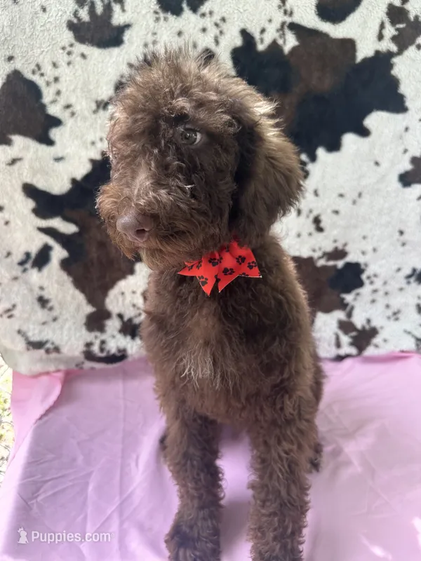 Sophie  - 337 – Labradoodle, Poodle - Standard  puppy for sale in Lakeland, FL