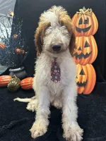 Dash 372 F1b, a male Goldendoodle and Poodle - Miniature  for sale in Lakeland, FL – 5 of 10