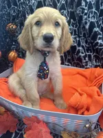 Male, a male Labradoodle and Golden Retriever for sale in Lakeland, FL – 4 of 10