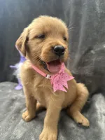 Betsy -194, a female Golden Retriever for sale in Lakeland, FL – 7 of 10
