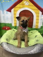 Kashi 380, a female Belgian Malinois and German Shepherd Dog for sale in Lakeland, FL – 3 of 10