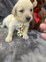 Bear 576, a male Golden Retriever for sale in Lakeland, FL – 9 of 10