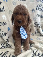 Chip, a male Labradoodle and Poodle - Standard  for sale in Lakeland, FL – 5 of 10