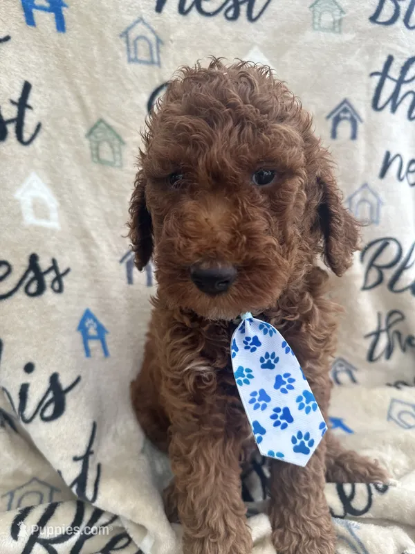 Chip – Labradoodle, Poodle - Standard  puppy for sale in Lakeland, FL