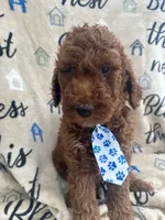 Chip, a male Labradoodle and Poodle - Standard  for sale in Lakeland, FL – 1 of 10