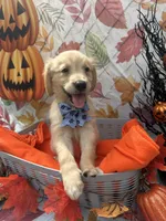 Bailey 860, a female Golden Retriever for sale in Lakeland, FL – 4 of 10