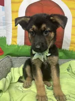 Kinsea 384, a female Belgian Malinois and German Shepherd Dog for sale in Lakeland, FL – 6 of 10