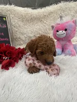 Tara - 329, a female Goldendoodle and Poodle - Standard  for sale in Lakeland, FL – 1 of 10