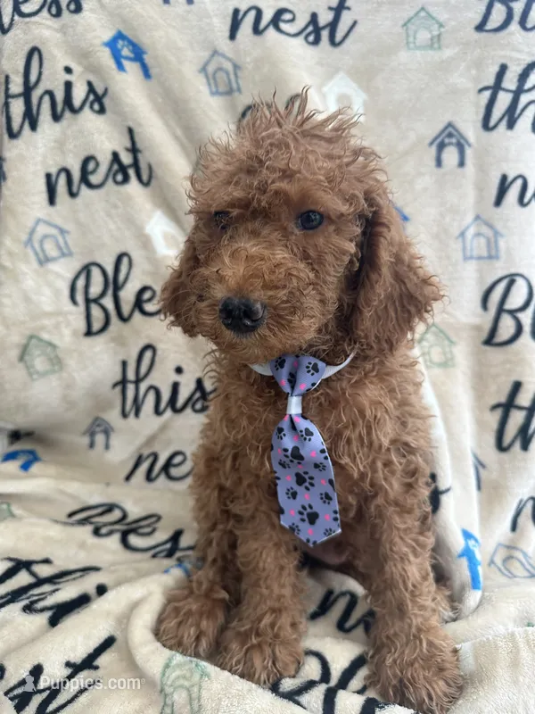 Ralph - 122 – Labradoodle, Poodle - Standard  puppy for sale in Lakeland, FL
