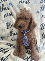 Ralph - 122, a male Labradoodle and Poodle - Standard  for sale in Lakeland, FL – 1 of 10