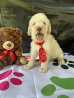 Seth - 332, a male Labradoodle and Poodle - Standard  for sale in Lakeland, FL – 2 of 10