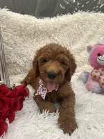 Tara - 329, a female Goldendoodle and Poodle - Standard  for sale in Lakeland, FL – 6 of 10