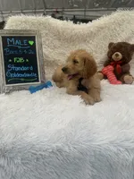 Timmy -427, a male Goldendoodle and Poodle - Standard  for sale in Lakeland, FL – 5 of 10