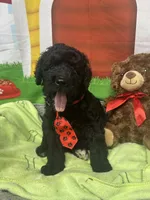 Maxwell 385, a male Bernedoodle and Miniature Bernedoodle for sale in Lakeland, FL – 5 of 10