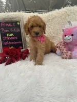 Tammi-328, a female Goldendoodle and Poodle - Standard  for sale in Lakeland, FL – 5 of 10