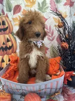Dolly 397  F1b , a female Goldendoodle and Poodle - Miniature  for sale in Lakeland, FL – 9 of 10