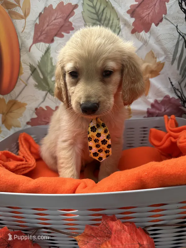 Bear 576 – Golden Retriever puppy for sale in Lakeland, FL