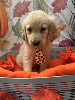Bear bear 576, a male Golden Retriever for sale in Lakeland, FL – 1 of 10